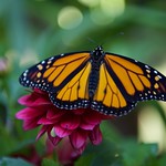 Monarch on a Dahlia!