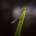 Brief Love Brief Life