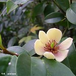 Banana_shrub-960314-02