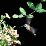 Young female ruby throat hovering