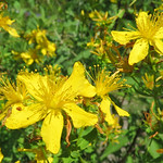 Hertshooi (Hypericum)