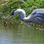 H&eacute;ron cendr&eacute; - Ardea cinerea - Grey Heron