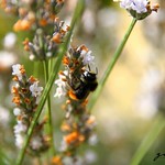 Beauty surrounds us, but usually we need to be walking in a garden to know it.