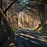 Mendocino Sunshine through the Trees
