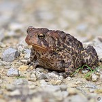 P2018_7012339_Zerene_3957_1_Toad_1