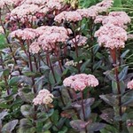 Red Daylilies For Sale