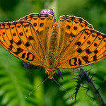 JWL7015 High Brown..