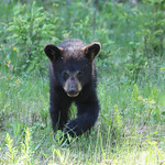 Black Bear Cub
