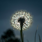 Total Eclipse of the Sun