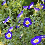 REFORD GARDENS | CONVOLVULUS TRICOLOUR ROYAL ENSIGN | LISERON ROYAL MARINE | LES JARDINS DE M&Eacute;TIS | QUEBEC | GASPESIE | CANADA