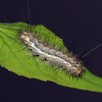 Buff Ermine - Spilarctia luteum larva