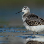 Phalarope de Wilson | Baie Missisquoi | Saint-Armand, Qu&eacute;bec