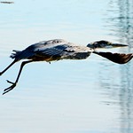 "Just After Takeoff" Great Blue Heron