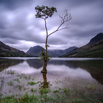 lone tree buttermere