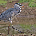 GREY HERON // ARDEA CINEREA (90-98cm)