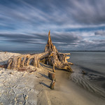 Driftwood On The Beach