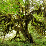 The enchanted forest