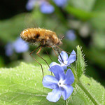 Bombylius major (Dark-edged Bee-fly)