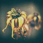 Au Changement de Saison