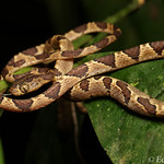 Blunt headed tree snake (Imantodes cenchoa)