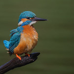 IMG_ Common kingfisher male