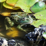 Frogs on the lake (2/3)