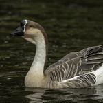 African Goose