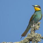 abejaruco europeo (merops apiaster)