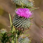 Thistle