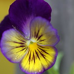 Pansy