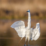 Feel like dancing.......