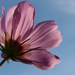 Reaching for the Sun