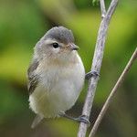 Warbling Vireo- Headshot