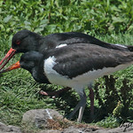OYSTERCATCHER // HAEMATOPUS OSTRALEGUS (43-45cm)