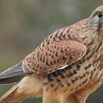 Kestrel