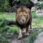 protect our wildlife