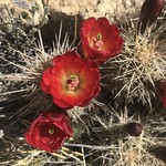 Cactus Blooms 2018
