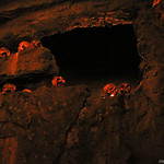 Skull Island : Reign of Kong