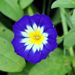 REFORD GARDENS | CONVOLVULUS TRICOLOUR ROYAL ENSIGN | LISERON ROYAL MARINE | LES JARDINS DE M&Eacute;TIS | QUEBEC | GASPESIE | CANADA