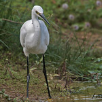 LITTLE EGRET // EGRETTA GARETTA (55-65cm)