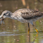 Greater Yellowlegs