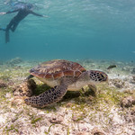 Philippines Moalboal tortue verte