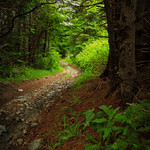 Forest Trail.