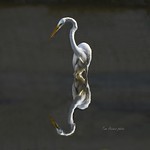 " Beauty is truth's smile when she beholds her own face in a perfect mirror,,,, " Rabindranath Tagore