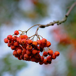 Vogelbeere