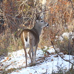 White-tailed Buck 3874