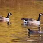 Canada Geese on a golden lake