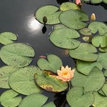 Milky sun reflection