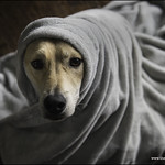 38-52 - the loose seal