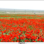 Poppyland